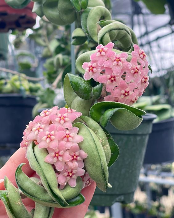 5 Stunning Hoya Plant Varieties to Add to Your Collection