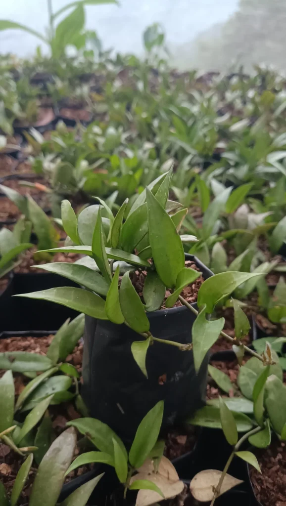 Hoya Memoria – Stunning Cascading Hoya Plant Variety
