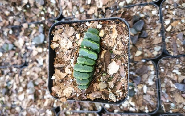 Beautifully grown Haworthia Truncata Hybrid 002 with green and translucent leaves