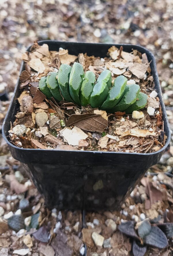 Close-up of the unique form of the Truncata succulent hybrid