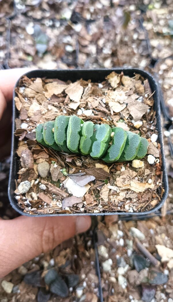 Haworthia Truncata Hybrid 002 in a decorative pot for home decor