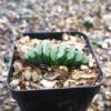 Low-maintenance Haworthia Truncata Hybrid 002 placed in an office setting