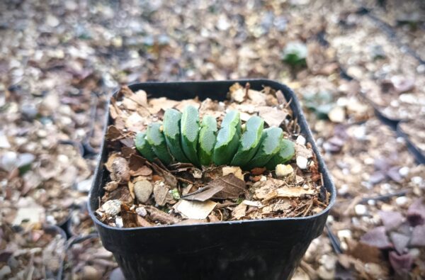 Low-maintenance Haworthia Truncata Hybrid 002 placed in an office setting