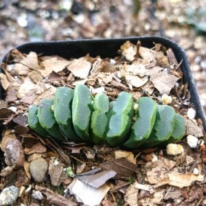 Truncata succulent in bright sunlight, showcasing its geometric rosette shape