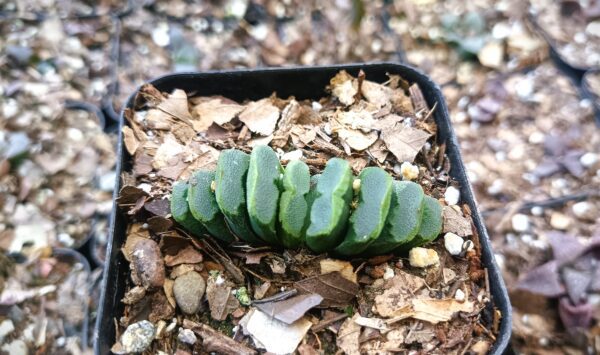 Truncata succulent in bright sunlight, showcasing its geometric rosette shape