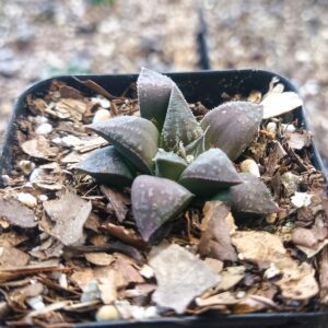 Vibrant dark-green leaves of the Haworthia Black Lady Hybrid plant.