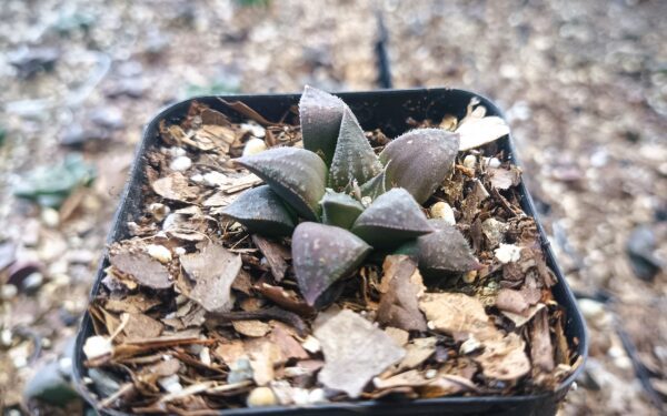 Vibrant dark-green leaves of the Haworthia Black Lady Hybrid plant.