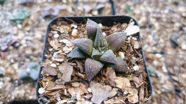 Haworthia Black Lady Hybrid showing its beautiful rosette pattern.