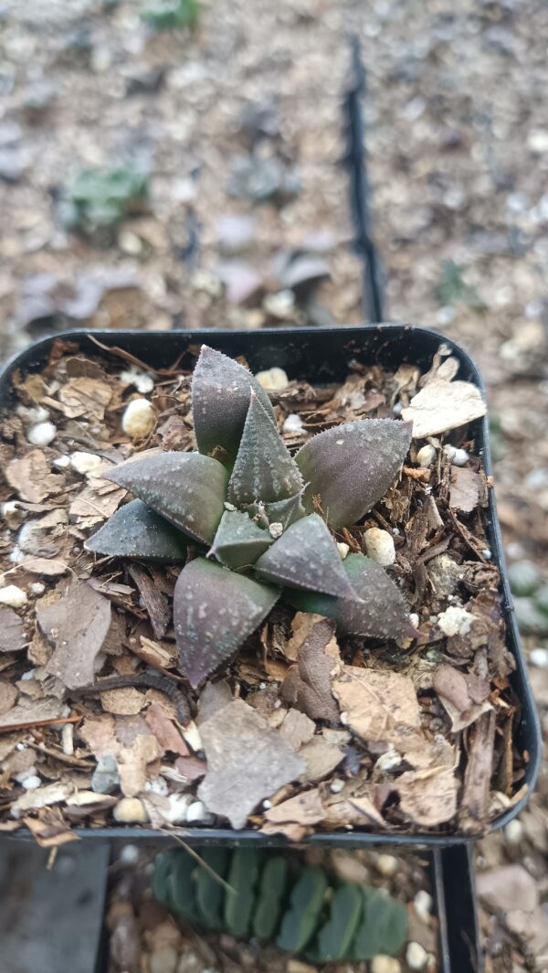 Close-up of Haworthia Black Lady Hybrid with dark glossy leaves.