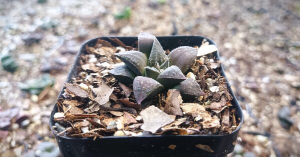 Haworthia Black Lady Hybrid succulent in a decorative pot.