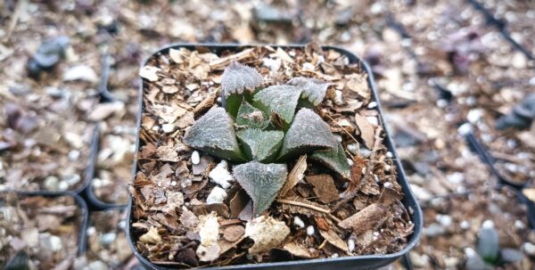 Stunning Haworthia Black Lady Hybrid in bright indoor light.