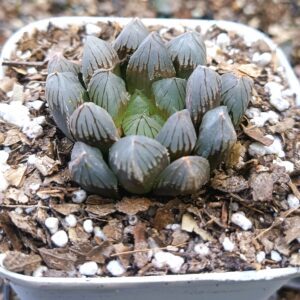 Haworthia Cooperi succulent with dark green leaves.