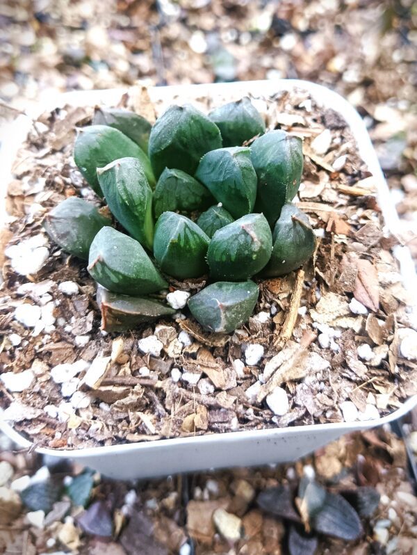 Haworthia Obtusia Hybrid succulent with rosette shape and white lines.