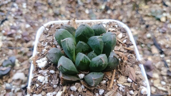 Haworthia Obtusia Hybrid in natural light with its unique hybrid form.