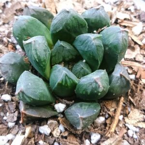 Close-up of Haworthia Obtusia Hybrid succulent showing green and white patterns.