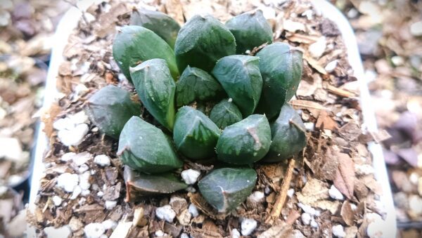 Close-up of Haworthia Obtusia Hybrid succulent showing green and white patterns.