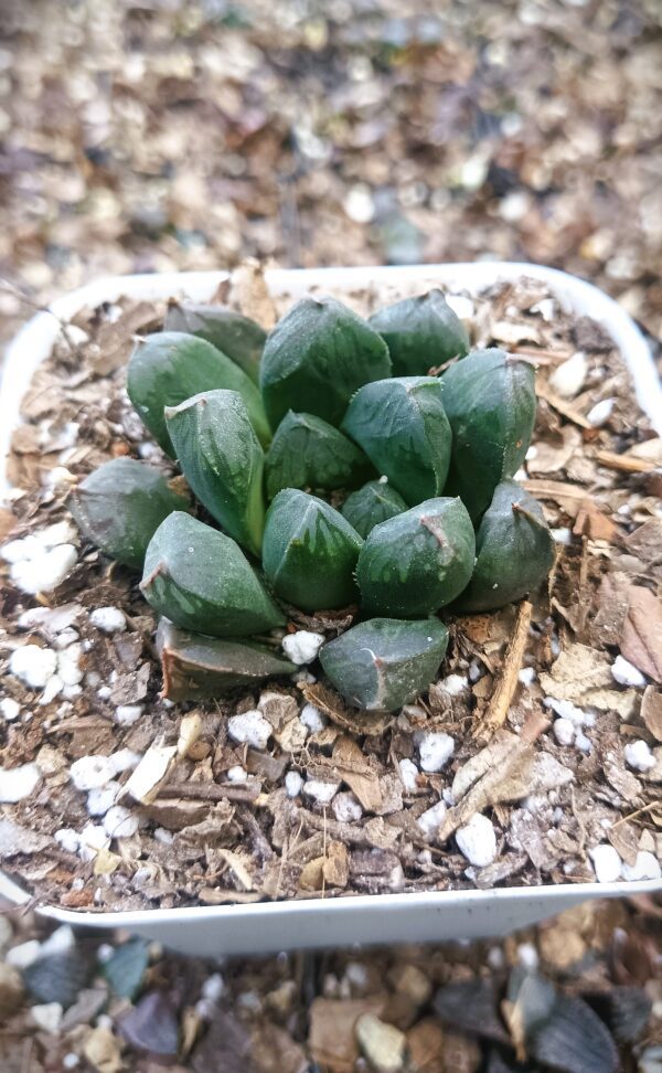 Beautiful Haworthia Obtusia Hybrid in a decorative pot for home decor.