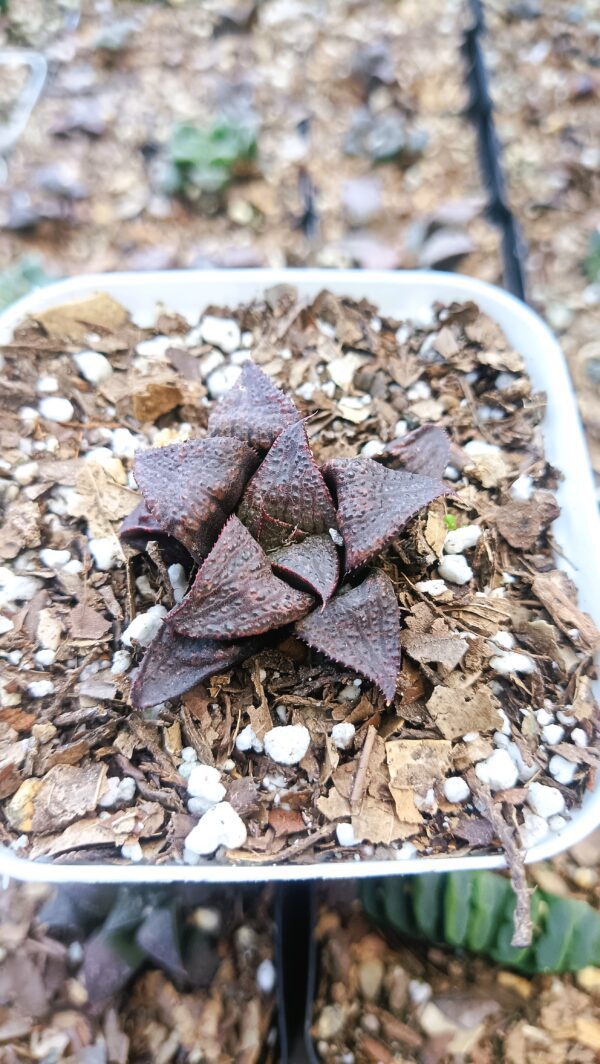 Haworthia Dark-Wine Hybrid Succulent Plant in a Modern Home