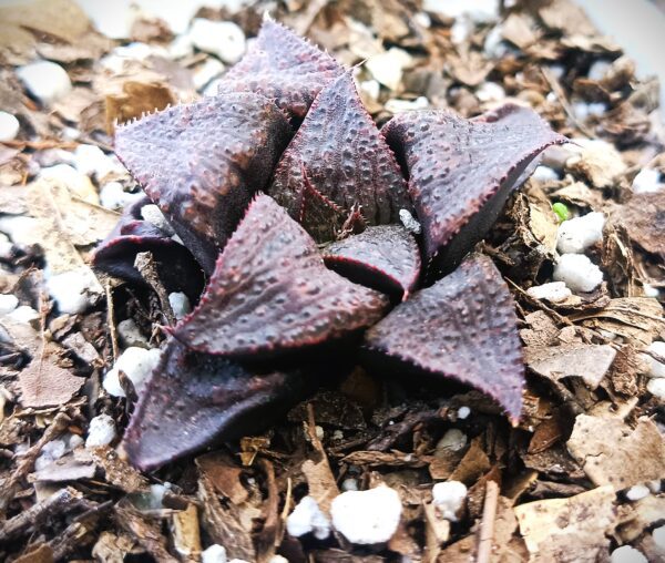 Close-up of Haworthia Dark-Wine Hybrid with Burgundy Leaves