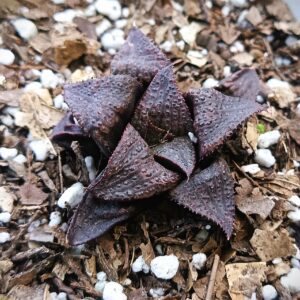 Haworthia Dark-Wine Hybrid Showing Rosette Shape