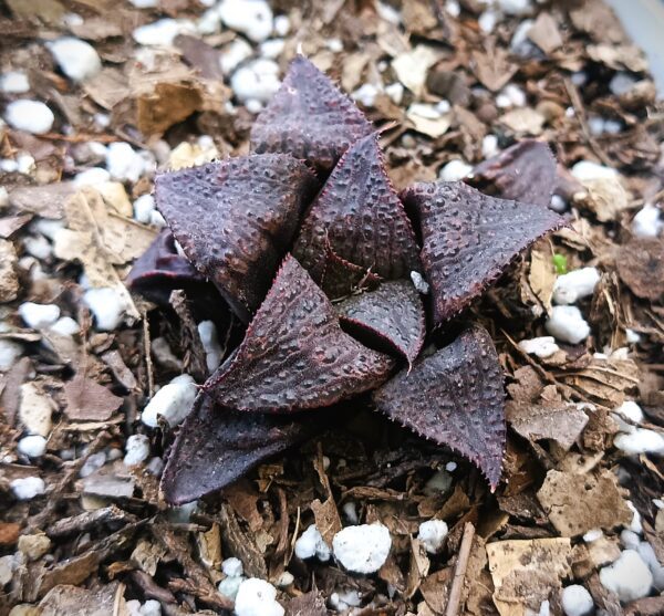 Haworthia Dark-Wine Hybrid Showing Rosette Shape