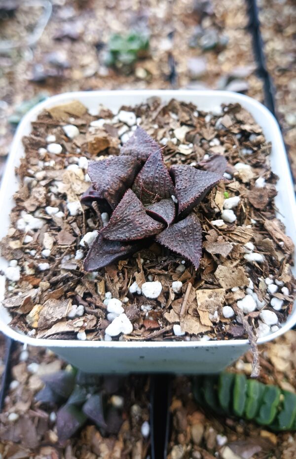 Low Maintenance Haworthia Plant on a Stylish Shelf