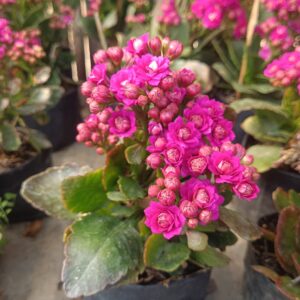 Healthy Kalanchoe Pink plant thriving indoors