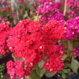 Kalanchoe Dark Pink succulent in full bloom with dark pink flowers, perfect for indoor and outdoor décor