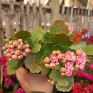 Beautiful Kalanchoe Light Pink with soft pink blooms.