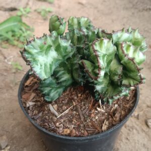 Variegated Euphorbia Lactea Cristata Cactus in a well-lit garden