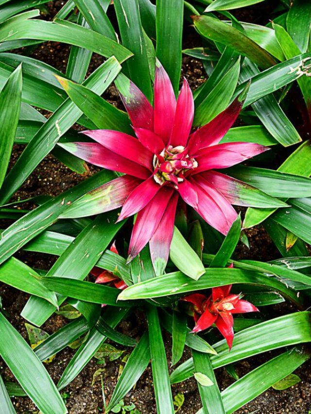 Bromeliad Care: Your Ultimate Guide to Thriving Plants