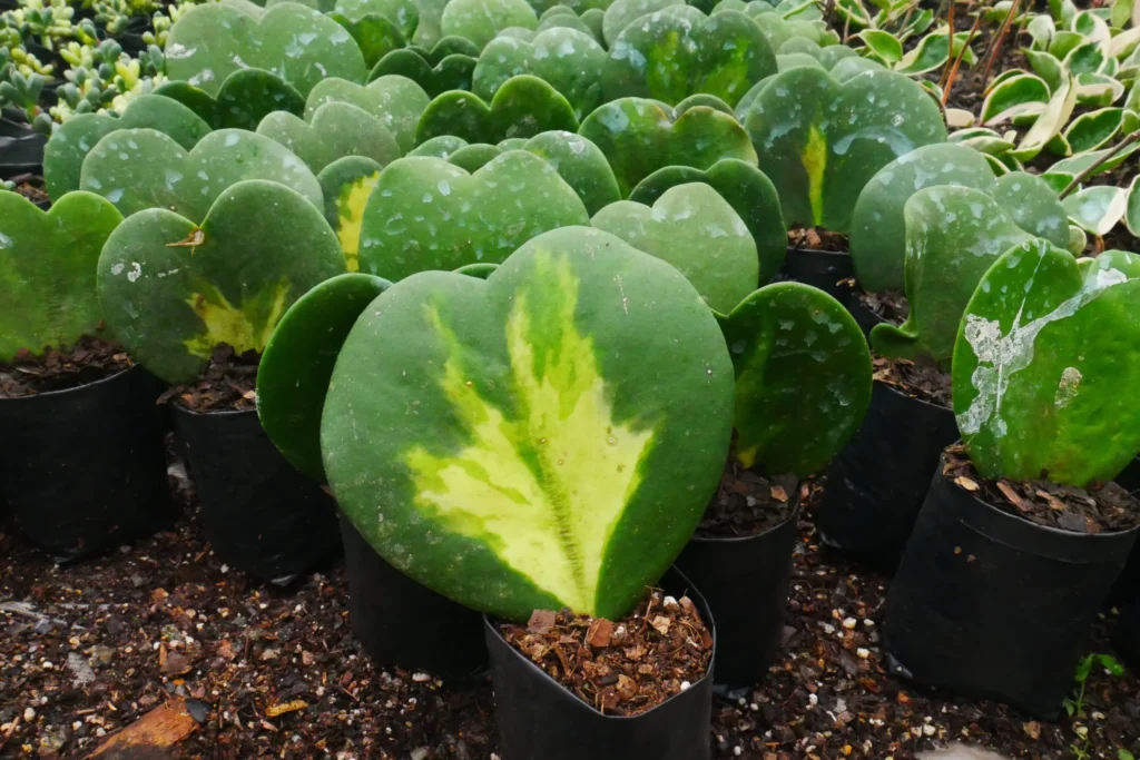 Inner-Variegated Hoya Heart – Stunning Heart-Shaped Hoya Variety.