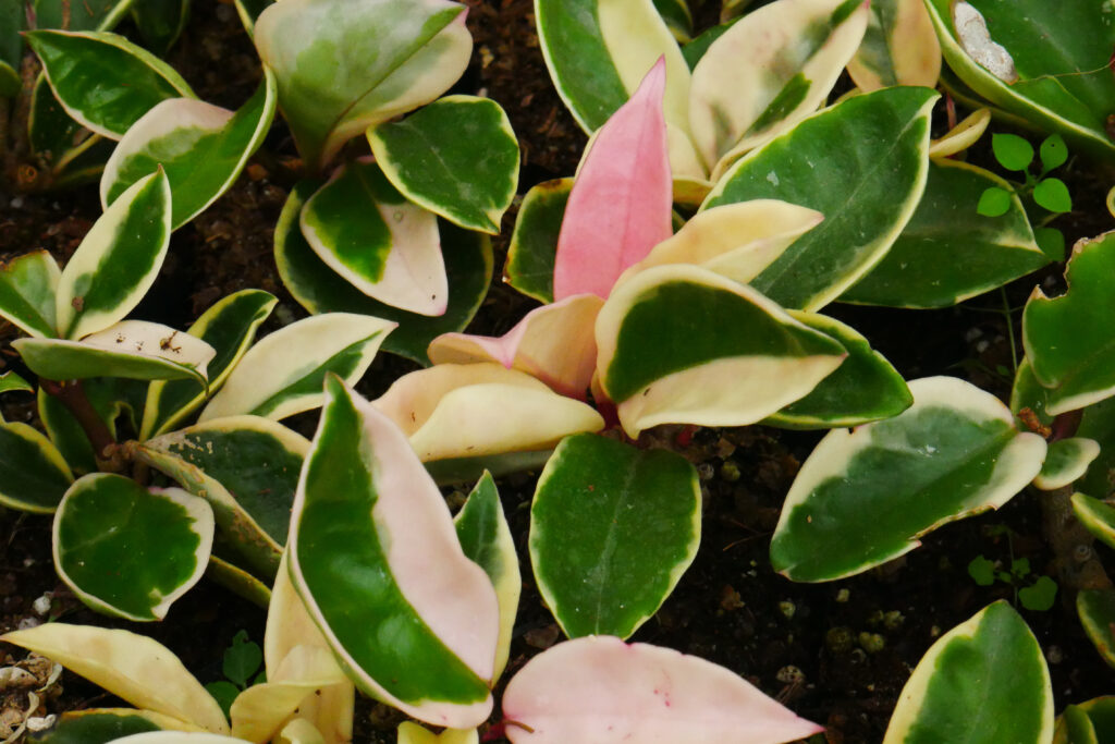 Variegated Hoya Krimson Queen – Stunning Hoya Plant Variety