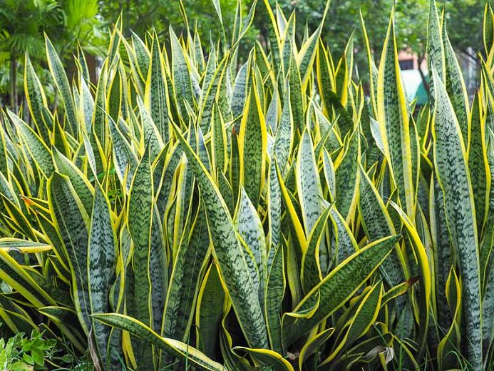 Snake Plant Care Tips