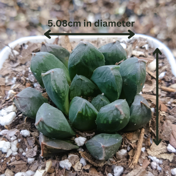 Obtusia hybrid plant with dark green leaves, 5.08 cm in diameter.