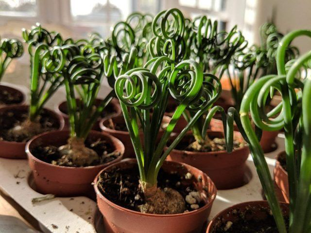 Albuca Spiralis – The Best Home, Office, and Desk Décor | Unique & Low Maintenance Succulent