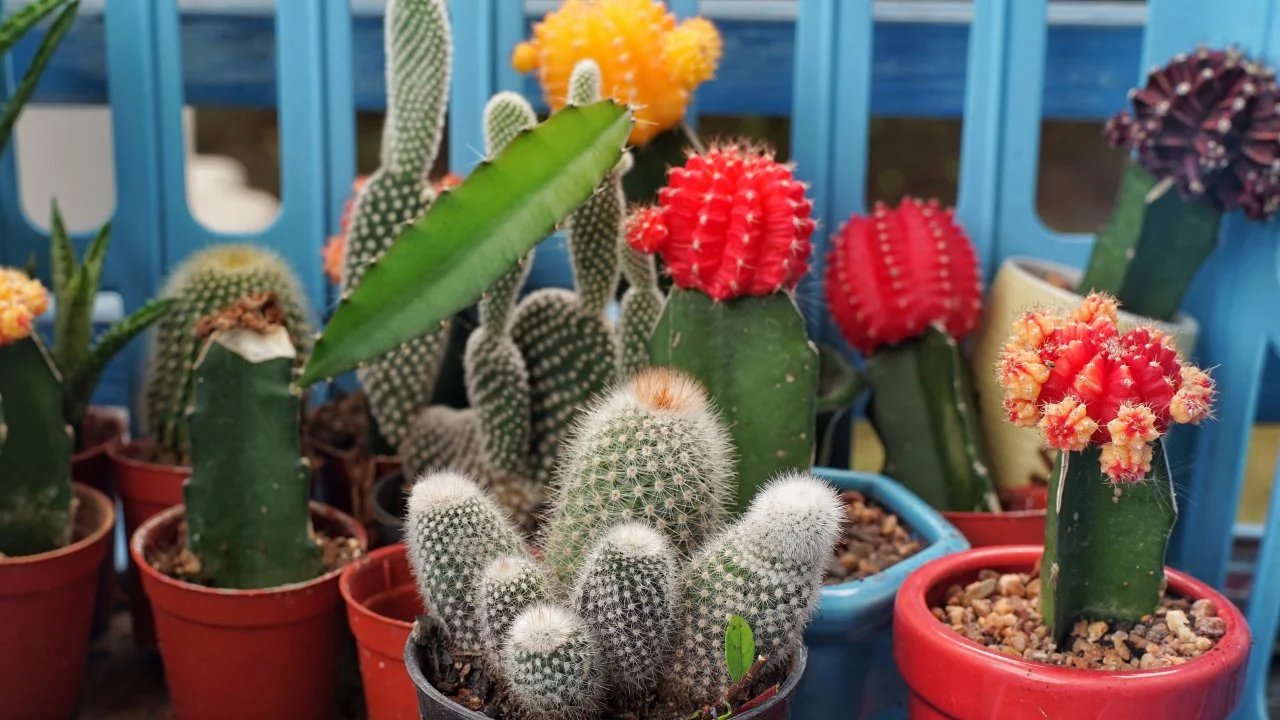 The Best Low-Maintenance Cacti for Beginners