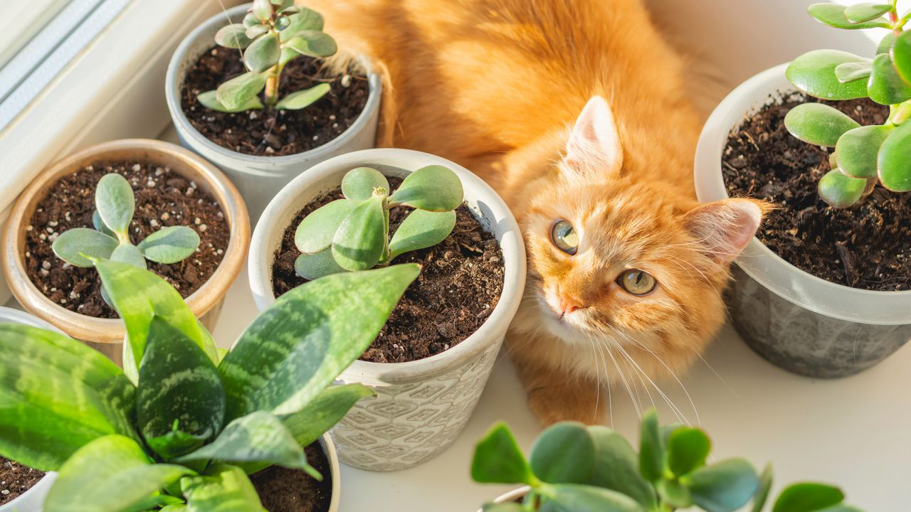 Pet-Friendly Succulents: Are Succulents & Azaleas Safe for Pets?