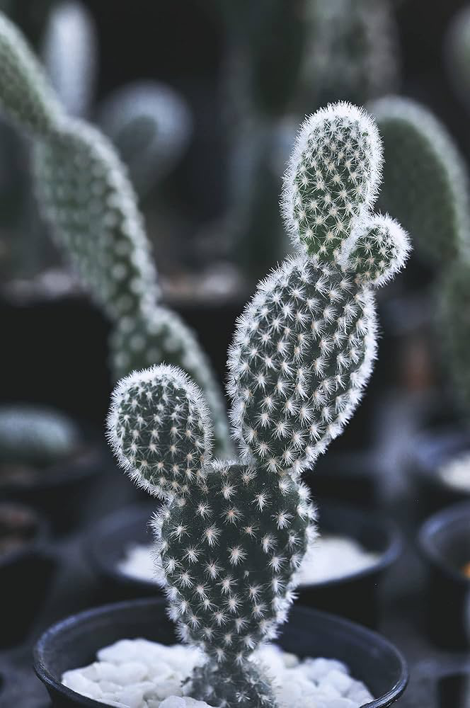 Affordable Low-Maintenance Cacti for Beginners