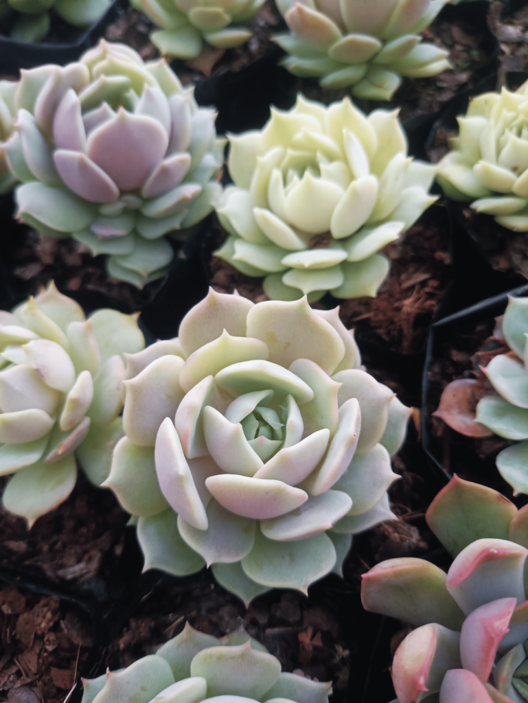 Buy Succulents Online – Colourful, Affordable Succulents & Cactus Comparison