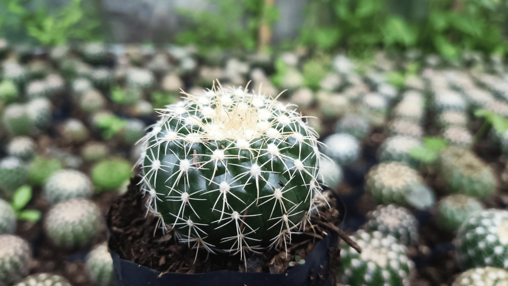 Cactus vs. Succulent – Key Differences & Best Plants to Buy Online