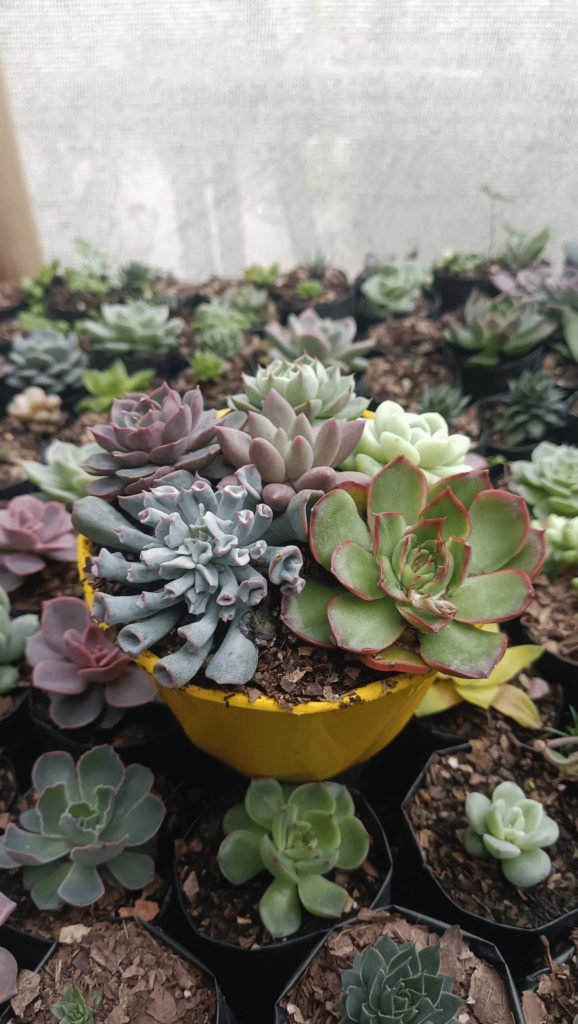 Buy Succulents Combo Set Online – Best Indoor & Outdoor Plants