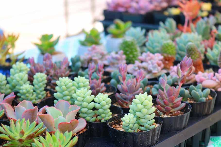 How to Propagate Succulents Like a Pro | Easy Succulent Growing