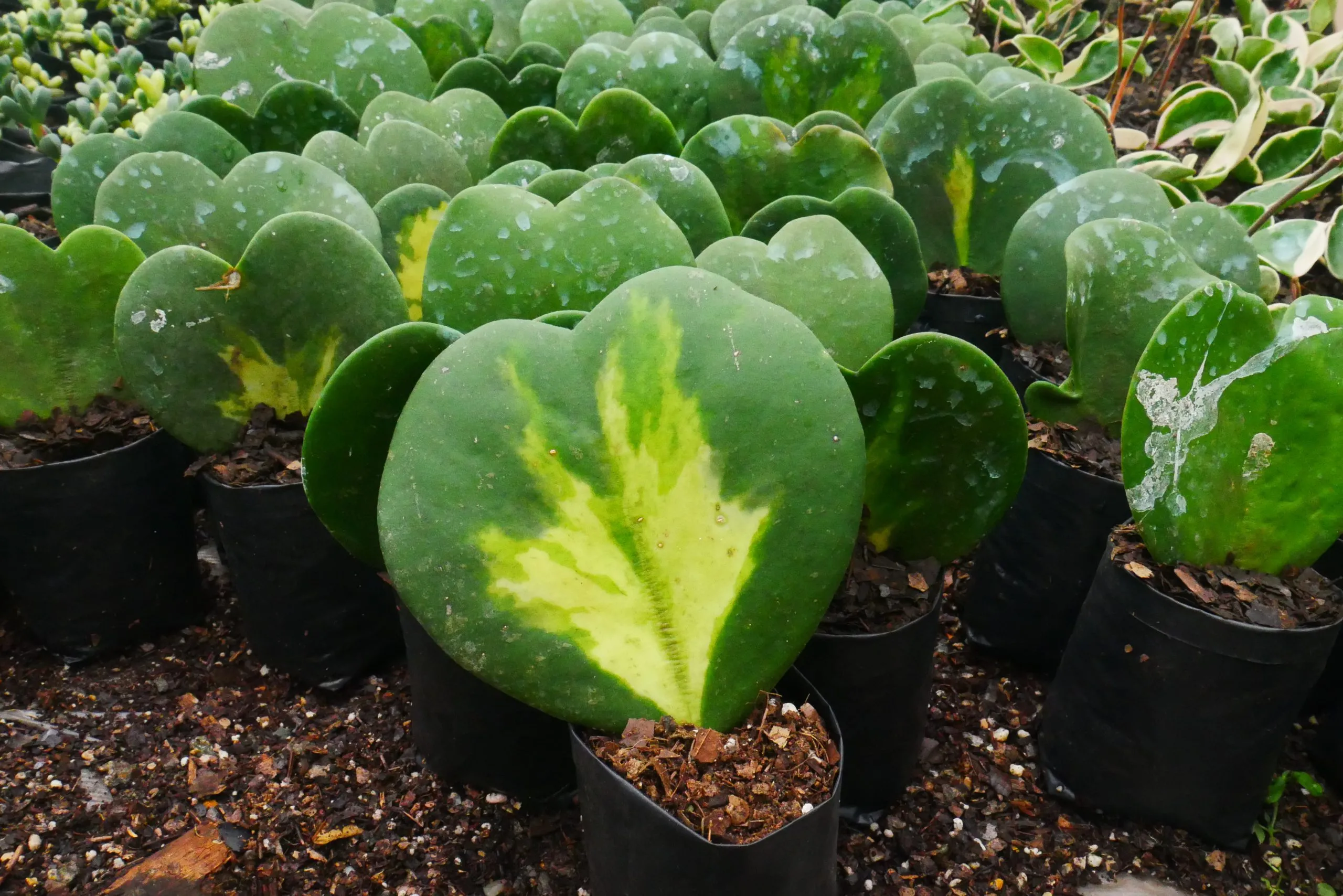 How to Grow and Propagate Your Hoya Plant: A Complete Guide for Beginners