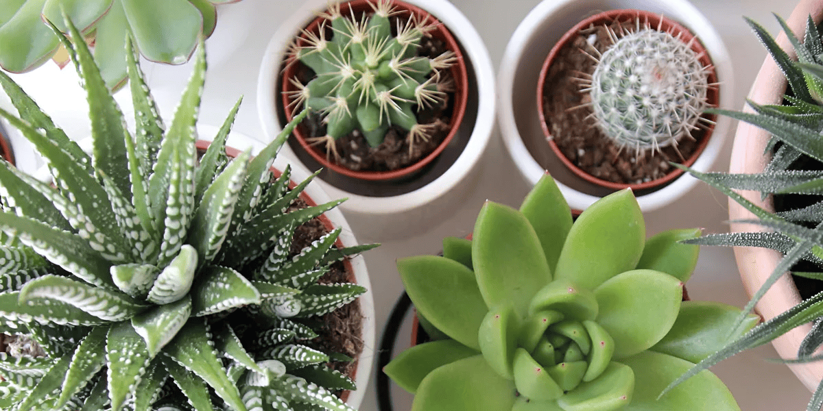 Cactus vs. Succulent: What’s the Difference?