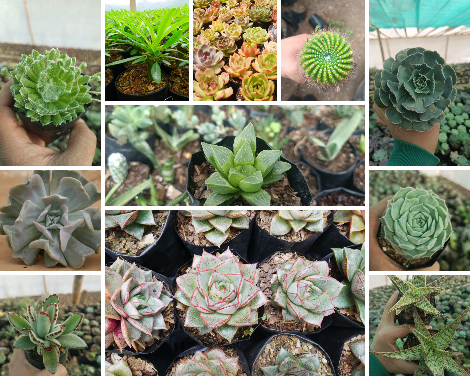 Cheapest Succulents Online in India: Top Deals & Where to Buy