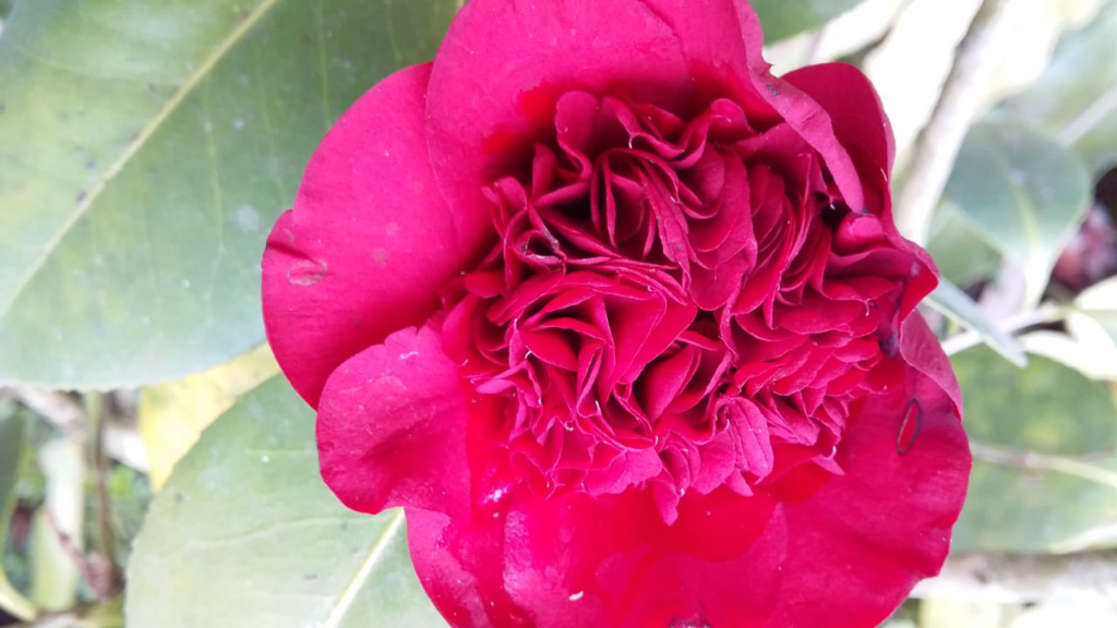 Camellias Winter Bloomers – Vibrant Winter Flowers for a Colorful Garden"