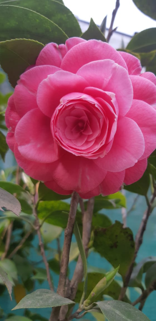 Vibrant Camellias Winter Bloomers Adding Color to a Frosty Garden