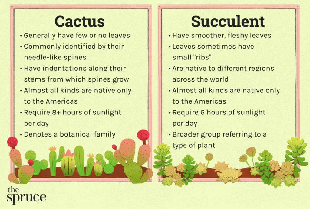 Cactus vs. Succulent – Key Differences & Best Plants to Buy Online