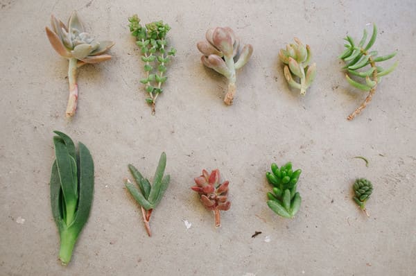 How to propagate succulents like a pro with stem cuttings.